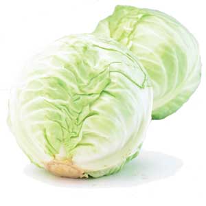 Cabbage - Green