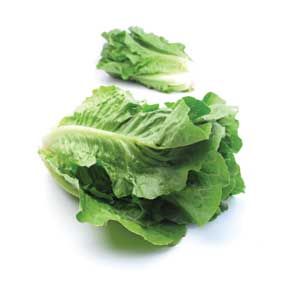 Lettuce - Romaine